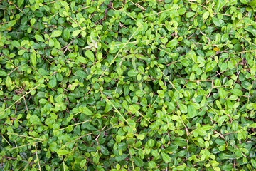 Obraz premium Close Up, small green leafy background, fresh natural environment style, outdoor, small leaf surface for wallpapers