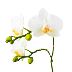 Orchid twigs isolated on white background.