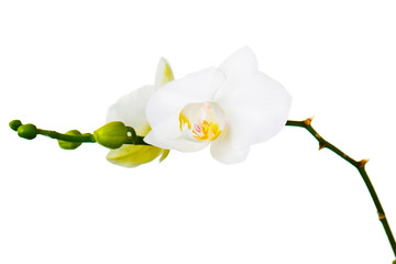 Naklejka na ściany i meble Orchid twigs isolated on white background.