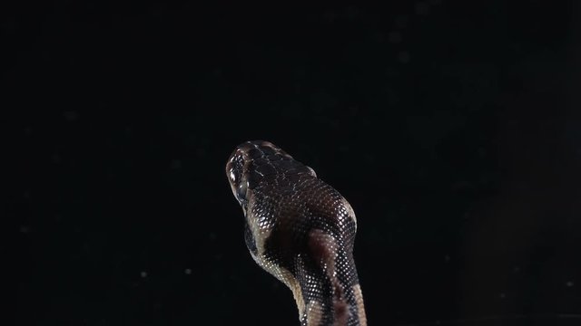 Video of small ball royal phyton head