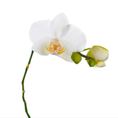 Orchid twigs isolated on white background. © GLandStudio