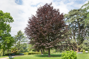Copper beech or purple beech tree (Fagus sylvatica purpurea). Decorative tree with red - purple red leaves, used in large gardens or parks. European tree, Varese public gardens or Estensi gardens - obrazy, fototapety, plakaty