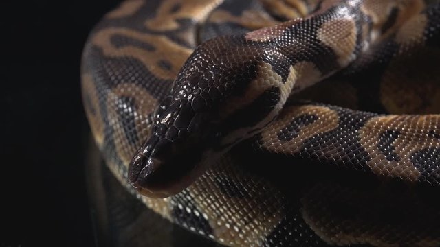 Video of ball royal phyton skin and head