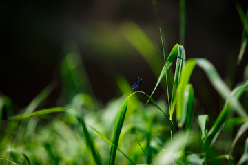 Water plants, water lilies and nymphs on the lake. Blue dragonfly flies over water lilies and sits on the grass.