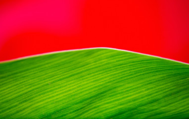 Green leaf pattern on a bright red background