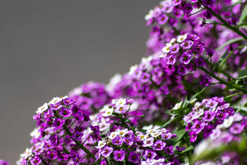 Bezaubernde Bl&uuml;tenpracht als Muttertagsgeschenk oder Aufmerksamkeit mit bet&ouml;rendem Duft f&uuml;r Gartenfreunde und Blumenliebhaber im Fr&uuml;hling und Sommer