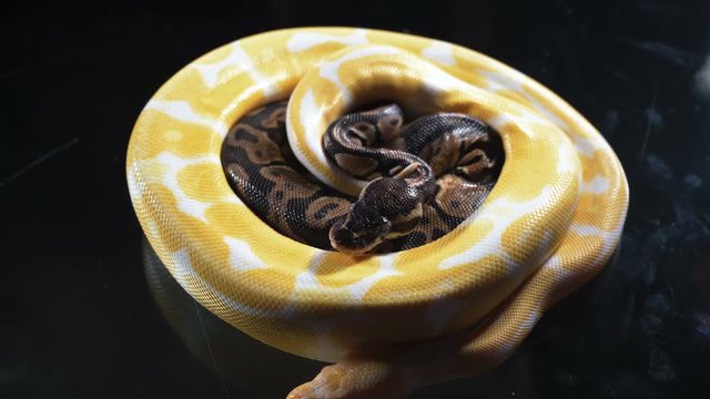 Video of small albino and ball royal phyton on dark glass