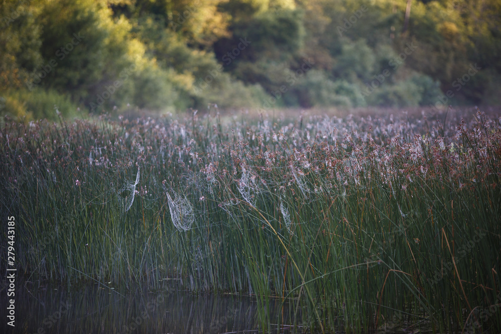 Canvas Prints cobwebs on the grass and branches of trees. the web grid is illuminated by the morning sunlight