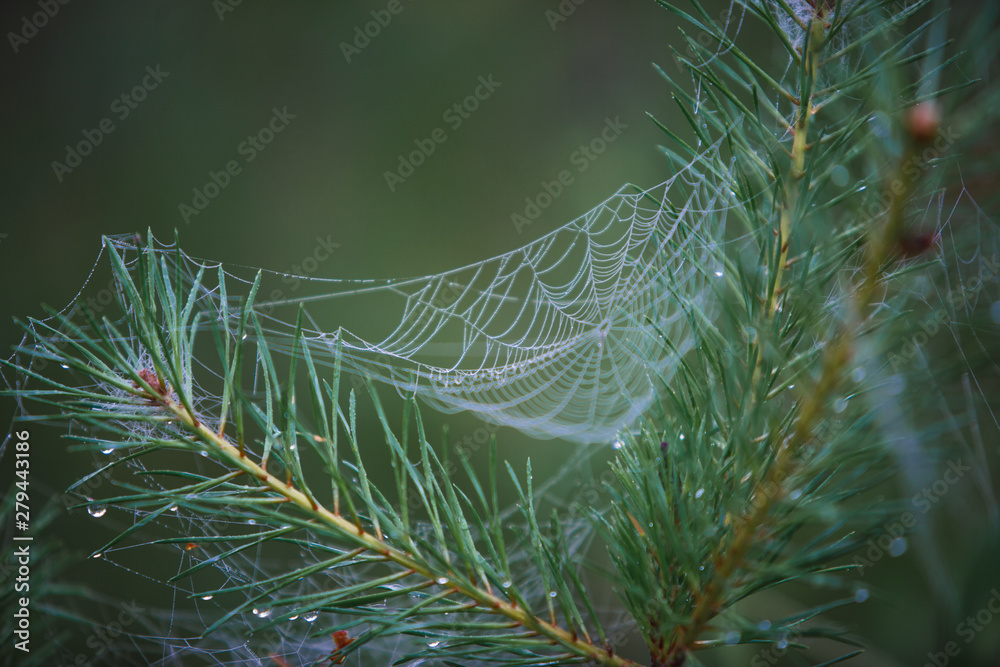 Poster cobwebs on the grass and branches of trees. the web grid is illuminated by the morning sunlight