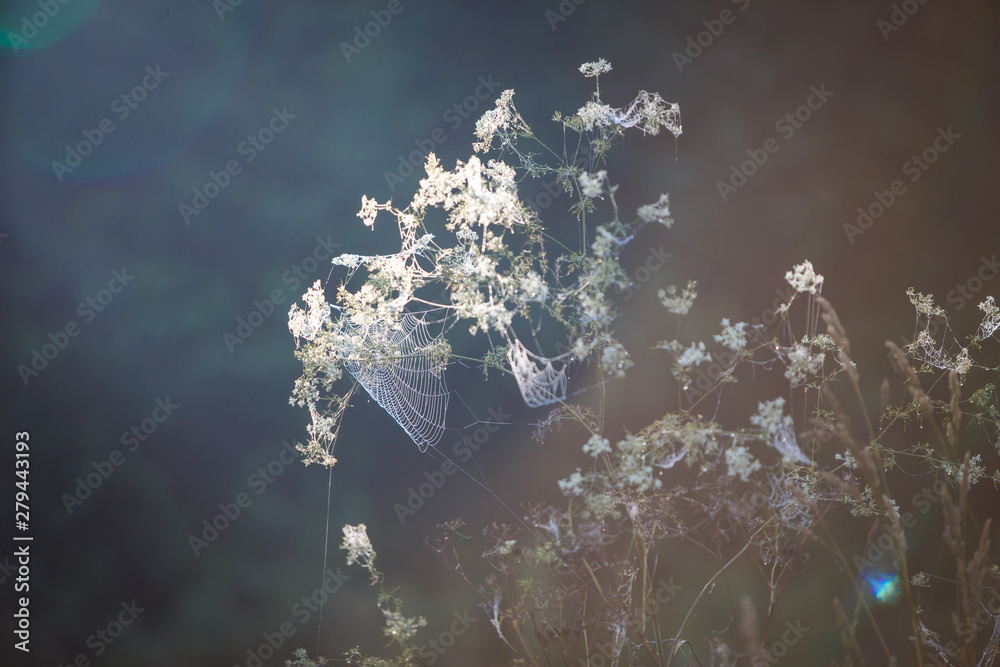 Canvas Prints cobwebs on the grass and branches of trees. the web grid is illuminated by the morning sunlight