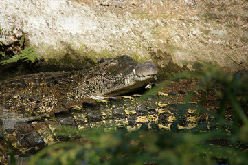 Cuban crocodile (Crocodylus rhombifer). Wild crocodile in water