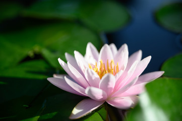 beautiful lotus flower on the water in garden.