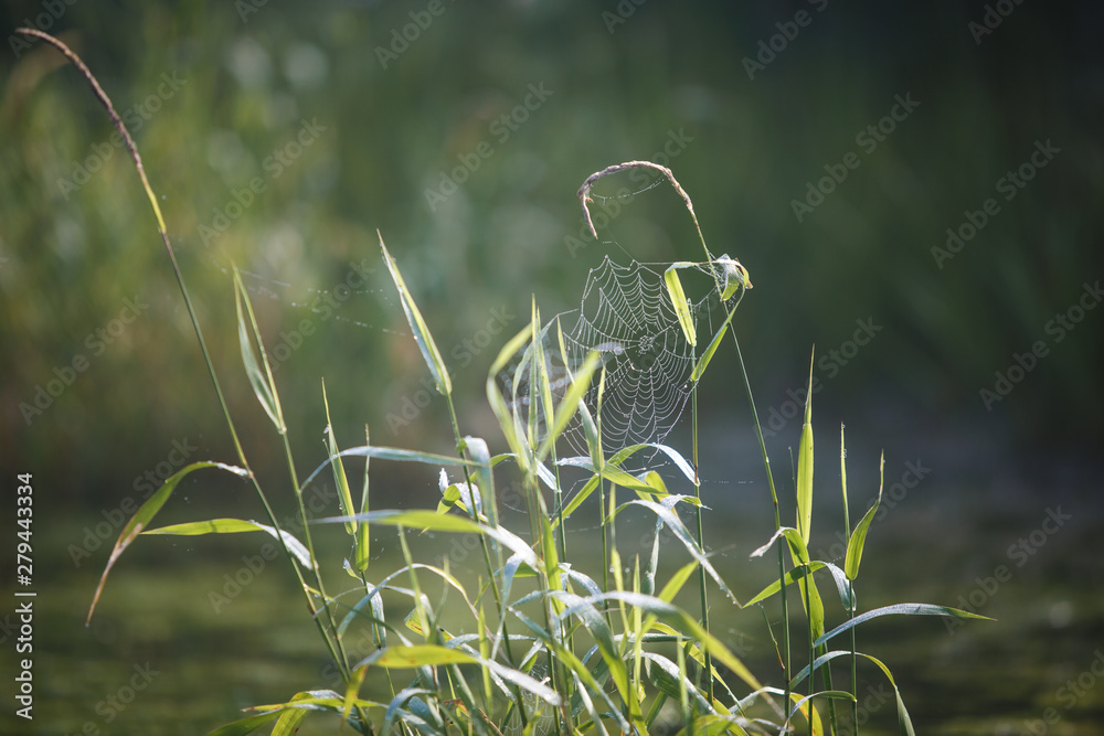 Canvas Prints cobwebs on the grass and branches of trees. the web grid is illuminated by the morning sunlight