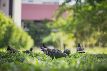 Dove or Pigeons are searching for food in the garden.