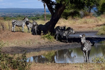 Fototapeta na wymiar Zebras at watering hole 4