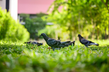 Dove or Pigeons are searching for food in the garden.