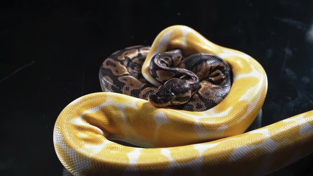 Video of small albino and ball phyton on dark glass
