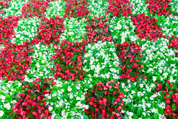 Alley of white and red flowers in Russia. Top view.