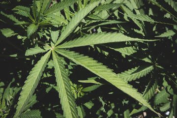 Marijuana Growing in Garden