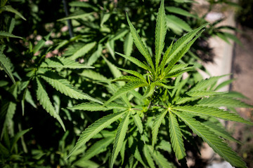 Marijuana Growing in Garden