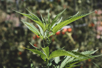 Marijuana Growing in Garden