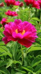 Fototapeta premium Red peonies close - up view 