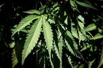 Fototapeta premium Marijuana Growing in Garden