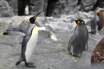 Penguin walk for exercise, Close-up portrait Penguin