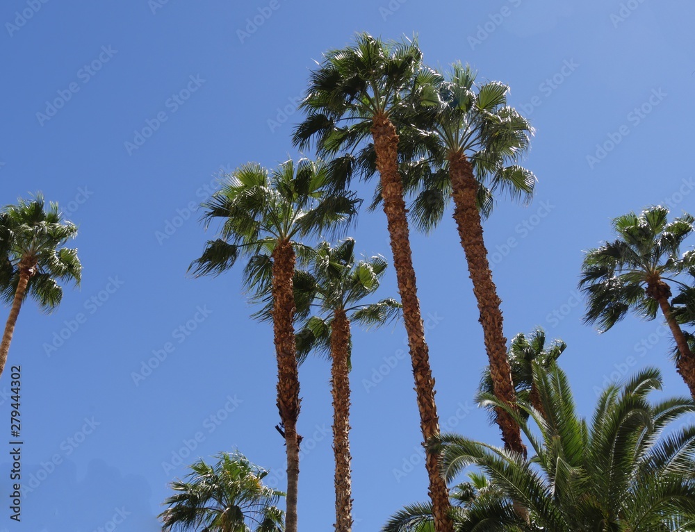 Wall mural wide upward shot of palm trees with sky blue skies