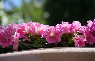 Medium close up of bright pink dixie rose mallow flowers, with bokeh in the background