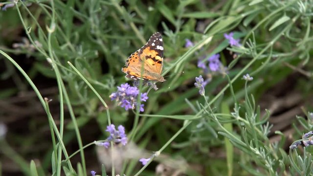 Butterfly flies slow motion. Adult butterflies orange black wings and fly on a lavender flower in the morning. This is the beautiful nature of the summer season.