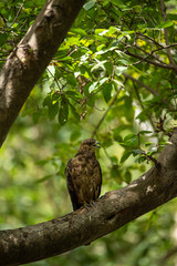 crested honey buzzard or pernis ptilorhynchus in a beautiful green background sitting on a perch at keoladeo national park, bharatpur, india