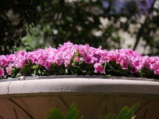 Fototapeta na wymiar Bright pink dixie rose mallow flowers, soft background with bokeh