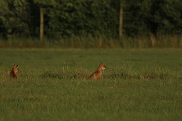 Fuchs auf der Jagd