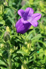 Bluebell flower close - up view