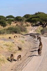 Baboon troop on road