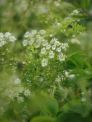 White little flowers