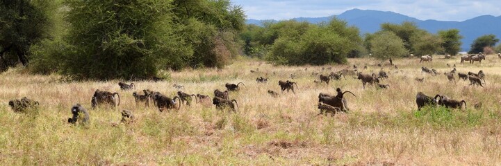 Large Baboon troop
