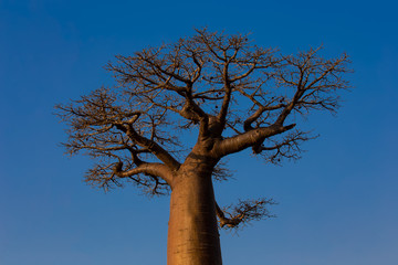 Baobab trees with blue sky which  baobabs in Madagascar,evening scene