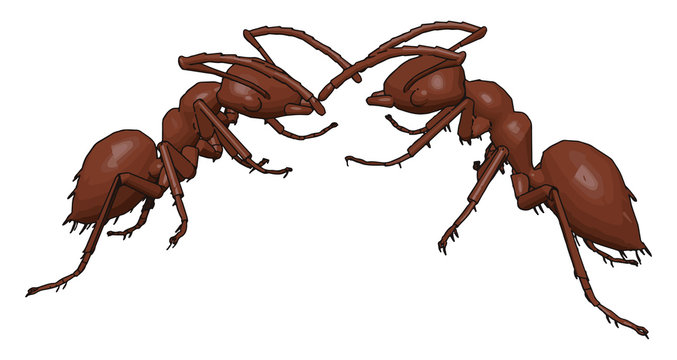 Two Ants Fighting, Illustration, Vector On White Background.