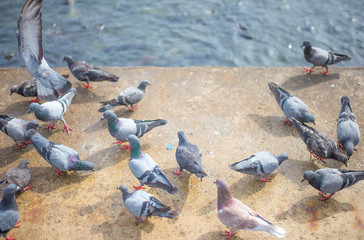 Fototapeta premium Flock of birds waiting for food