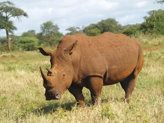 Foto op Plexiglas Rhino 1 © PaolaAlejandra