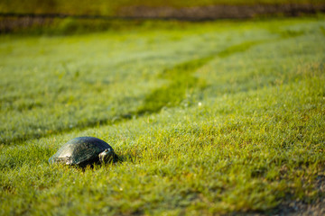 Turtle Walking Through a Field