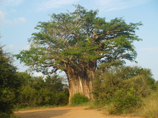 Baobab Tree
