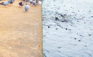 Many groups of birds and fish in the water