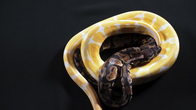 Footage of small albino and ball royal phyton on dark texture