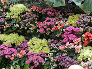 Bed of beautiful flowers in assorted colors
