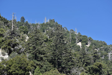 Mountain Tree LIne