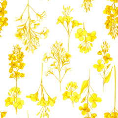 Pattern with summer flowers, canola. Hand draws field, garden plants with ink, pencil. botanical illustration vintage. Canola flower with leaves, buds. Design for oil, packaging, wallpaper, textiles.