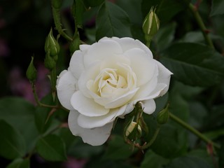  Downward shot of a blooming white rose with buds around it